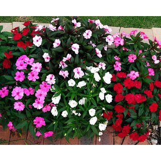 Wallpaper Buy Petunia Flower A Flower Of Heaven M Flowers Seeds Online For Android Free
