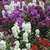 Stock Flkower Super Quality Flowers Seeds