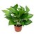 Good luck Money Plant With Pot -VEDIC HERBS