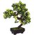 Adaspo Bonsai Tree with Green Leaves and Yellow Flowers