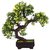 Adaspo Bonsai Tree with Green Leaves and Yellow Flowers