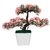 Adaspo 3 Headed Bonsai Tree with Green and Pink Leaves