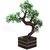 Adaspo 4 Headed Bonsai Green  white Tree With WoodenPot