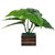 Adaspo Small Real Looking Money Plant In Pot