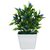 Adaspo Small Real Looking Plant In Wooden Pot Pot