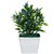Adaspo Small Real Looking Plant In Wooden Pot Pot