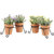 4 Charming Artificial Plants with Pots & Stand