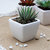 GiftsbyMeeta Zebra Cactus Plant in a Ceramic Pot