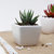 GiftsbyMeeta Zebra Cactus Plant in a Ceramic Pot