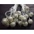 Ball Shape MultiColor 20-LED String Lamp Lights For Christmas Diwali Decoration