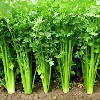 Buy Coriander Dhaniya High Germination Seeds Online Buy Coriander Dhaniya High Germination Seeds Online
