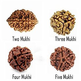 ReBuy Combo of 4 Shiv Rudraksha (2 mukhi, 3 mukhi, 4 mukhi and 5 mukhi-1 piece each)
