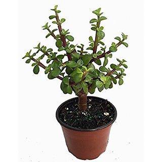Jade Plant Online Get 13 Off Jade Plant