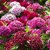 Sweet William Flower 10x Quality Seeds For Home Garden