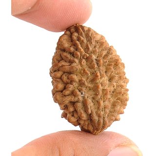 Buy 2 Mukhi Rudraksha 100 Original 2 Face Nepal Rudraksha By Lab Certified Online 1099 From Shopclues What restaurants are near nepal rudraksha (himalaya rudraksha bhandar)? 2 mukhi rudraksha 100 original 2 face nepal rudraksha by lab certified