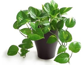 Live Plants Online Upto 75 Off भ र छ ट Clues Mini Money Plant