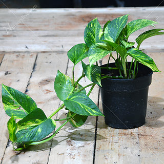 Money Plant Online Get 43 Off Money Plant