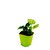 Good Luck Plants Combo/ Lucky Feng Shui Plants Combo / Green Jade Crassula and Golden Money Plant (Pots Included)