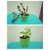 Good Luck Plants Combo/ Lucky Feng Shui Plants Combo / Green Jade Crassula and Golden Money Plant (Pots Included)