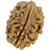 3 Mukhi (Face) Rudraksha Indonesia Java with capping  Certificate of quality