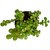 Green Jade Crassula Lucky Feng Shui Plant (Pot included), Good Luck Plant