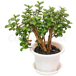 Jade Plant Online Get 25 Off Jade Plant