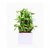 MODEco Lucky Bamboo Plant in Classic White Ceramic Pot