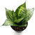 Going Greens Air Purifying Sansevieria Snake Plant Green with Pot