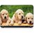 VI Collections BEAUTY DOGS pvc Laptop Decal (Free size for 13 inch to 15.6 inches)