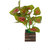 Adaspo artificial Money Plants With wooden Pot (Green)