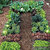CAULIFLOWER SEEDS Brassica oleracea  TOTAL 400 SEEDS