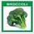 BROCCOLI SEEDS Broccoli calabresse  TOTAL 400 SEEDS