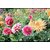 Set of 10pis of Hybrid Dahlia flowers different colours
