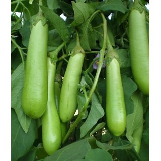 Green Brinjal Super Vegetables Seeds