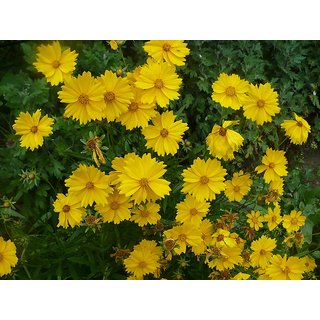 Magnif Cosmos Yellow Mixed Flower - Multi-x Quality Seeds For Home Garden - Pack of 30 Seeds