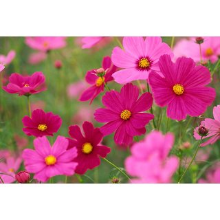 Cosmos Flowers Mixed Colour - 10x Quality Seeds For Home Garden - Pack of 30 Seeds