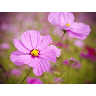 Cosmos Mixed Colour Flower - Hybrid Flowers Seeds - Pack of 30 Seeds
