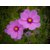 Magnifico Mixed Colour Cosmos Flower Peremium Hybrid Seeds For Home Garden - Pack of 30 Seeds