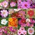Seeds Magnifico Mixed Colour Cosmos Flower Better Germination Flowers Seeds - Pack of 30 Seeds