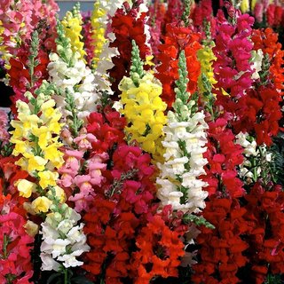 Magnif Anthrinium Multi-Colour Flowers Super Advanced Seeds - Pack of 50 Seeds