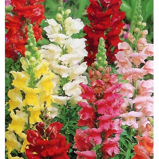 Seeds Anthrinium (Snap Dragon) Multi-Colour Flowers High Germination Seeds - Pack of 50 Seeds