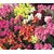 Anthrinium (Snap Dragon) Flowers Hybrid Seeds - Pack of 50 Seeds