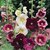 Magnif Hollyhock Flowers - Indian Seeds for Home Garden - Pack of 40 Seeds