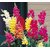 Seeds Anthrinium (Snap Dragon) Multi-Colour Flowers Hybrid Exotic Seeds  For Home Garden - Pack of 50 Seeds
