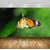 Avikalp Exclusive Premium butterfly HD 3D Wallpapers for Living room, Hall, Kids Room, Kitchen, TV Background, Office, Shop etc AWI39