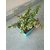Small jade crassula plant