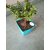 Small jade crassula plant