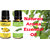 ZAAI NATURALS Combo of  Lemon  Rosemary  Natural Essential Oil - 15ML (100 pure)
