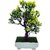 Random 3 Branched Artificial Bonsai Tree with Green Leaves and Yellow Flowers