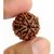 7 mukhi rudraksha 100  best quality 15.15 mm rudraksha by lab certified